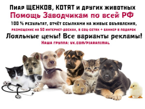 Foto №1. Dienstleistungen für die Lieferung und den Transport von Katzen und Hunden in der Stadt St. Petersburg. Ankündigung № 2008