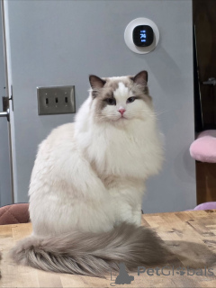 Foto №2 zu Ankündigung № 158452 zu verkaufen maine-coon-katze - einkaufen Schweiz quotient 	ankündigung