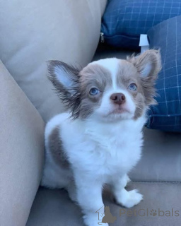 Foto №2 zu Ankündigung № 166828 zu verkaufen chihuahua - einkaufen Großbritannien quotient 	ankündigung, züchter