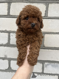 Foto №3. Toypudelweibchen Welpen. Ukraine