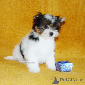 Foto №3. Biewer Terrier-Welpen in Tiflis und Batumi. FCI-Stammbaum.. Georgien