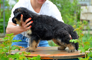 Foto №1. deutscher schäferhund - zum Verkauf in der Stadt Kiew | 15€ | Ankündigung № 6697