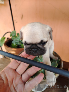 Foto №1. mops - zum Verkauf in der Stadt Baden-Baden | verhandelt | Ankündigung № 166146