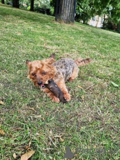 Foto №3. Auf der Suche nach einem vorübergehenden Zuhause für meinen Hund. Großbritannien