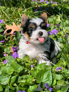 Foto №2 zu Ankündigung № 138945 zu verkaufen biewer terrier - einkaufen USA züchter