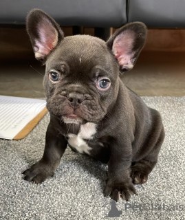 Foto №1. französische bulldogge - zum Verkauf in der Stadt Riga | verhandelt | Ankündigung № 127448