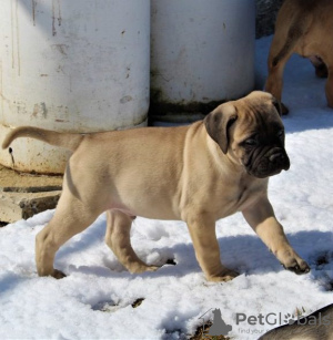 Foto №2 zu Ankündigung № 110073 zu verkaufen bullmastiff - einkaufen USA quotient 	ankündigung, züchter