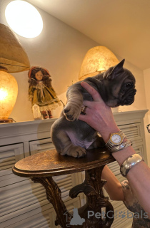 Foto №3. Exklusive! Französische Bulldoggen Welpen.. Österreich