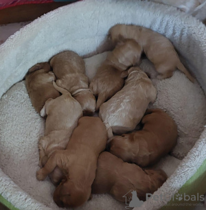 Foto №1. english cocker spaniel - zum Verkauf in der Stadt Busko-Zdrój | 717€ | Ankündigung № 56032