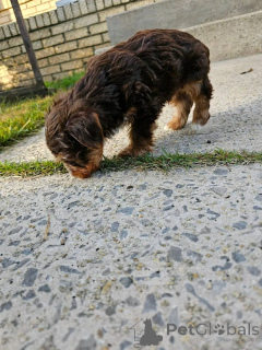 Foto №2 zu Ankündigung № 176153 zu verkaufen yorkshire terrier - einkaufen Åland-Inseln quotient 	ankündigung