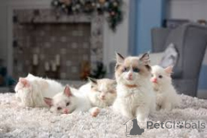 Foto №1. ragdoll-katze - zum Verkauf in der Stadt Paris | 580€ | Ankündigung № 164808