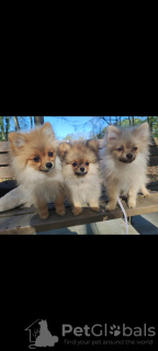 Foto №1. german spitz, pommersche spitz - zum Verkauf in der Stadt Амстердам | 1700€ | Ankündigung № 19281