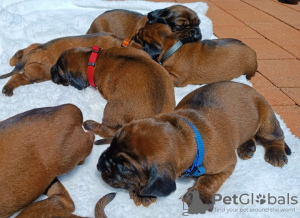 Foto №4. Ich werde verkaufen bayerischer gebirgsschweißhund in der Stadt Przeworsk. quotient 	ankündigung, züchter - preis - 597€