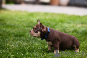 Zusätzliche Fotos: American Bully Welpen zu verkaufen