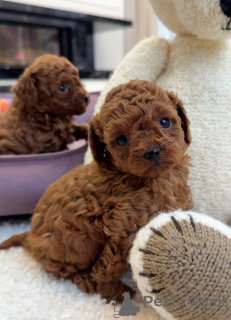 Foto №3. LETZTER JUNGE verfügbar! Lassen Sie sich diesen wunderschönen 10 Wochen alten. Großbritannien