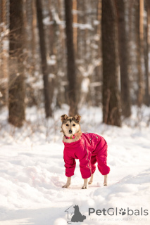 Foto №1. mischlingshund - zum Verkauf in der Stadt Moskwa | Frei | Ankündigung № 163747