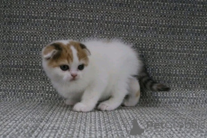 Foto №2 zu Ankündigung № 161746 zu verkaufen  - einkaufen Belgien 