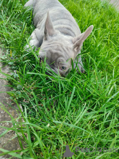 Foto №2 zu Ankündigung № 98555 zu verkaufen französische bulldogge - einkaufen Serbien züchter