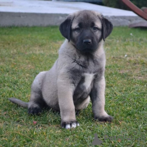 Foto №1. mischlingshund - zum Verkauf in der Stadt Melbourne | 2125€ | Ankündigung № 143401