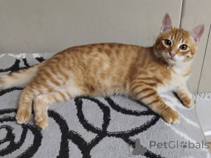 Foto №4. Ich werde verkaufen  in der Stadt Minsk. quotient 	ankündigung - preis - Frei