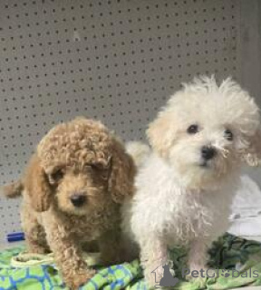 Foto №1. pudel (toy) - zum Verkauf in der Stadt Apostolovo | 400€ | Ankündigung № 164736