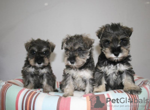 Foto №1. schnauzer - zum Verkauf in der Stadt Vienna | verhandelt | Ankündigung № 82072