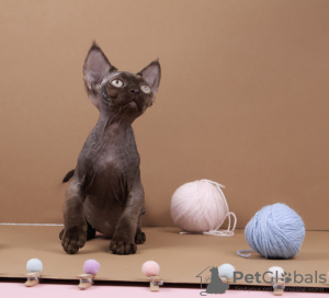 Foto №2 zu Ankündigung № 125555 zu verkaufen devon rex - einkaufen Deutschland züchter