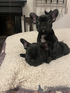 Foto №3. 12 Wochen alter französischer Bulldoggenwelpe. Deutschland