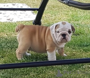 Foto №1. englische bulldogge - zum Verkauf in der Stadt Tokio | verhandelt | Ankündigung № 172124