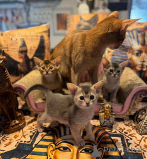 Foto №1. abessinierkatze - zum Verkauf in der Stadt Hessisch Oldendorf | 350€ | Ankündigung № 174768
