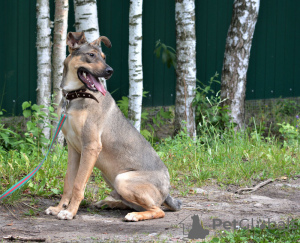 Foto №2 zu Ankündigung № 72140 zu verkaufen mischlingshund - einkaufen Russische Föderation quotient 	ankündigung, aus dem tierheim