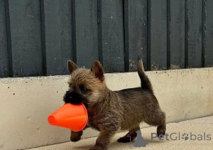 Foto №1. cairn terrier - zum Verkauf in der Stadt Brüssel | verhandelt | Ankündigung № 156858