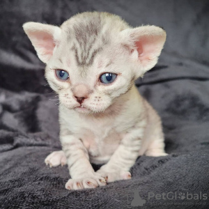 Foto №2 zu Ankündigung № 72824 zu verkaufen devon rex - einkaufen Finnland quotient 	ankündigung, züchter