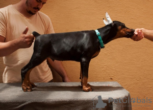 Foto №1. dobermann - zum Verkauf in der Stadt Loznica | verhandelt | Ankündigung № 109593