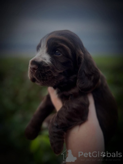 Foto №3. Lernen Sie Bentleys Eleganz in Bewegung und Liebe im Geiste kennen. Unser. Frankreich