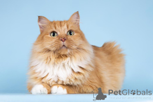 Foto №4. Ich werde verkaufen  in der Stadt Chimki. aus dem tierheim - preis - Frei