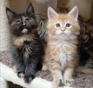 Foto №1. sibirische katze - zum Verkauf in der Stadt Köln | Frei | Ankündigung № 160190