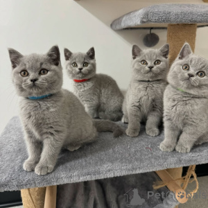 Foto №1. britisch kurzhaar - zum Verkauf in der Stadt Boulogne-Billancourt | 400€ | Ankündigung № 171902