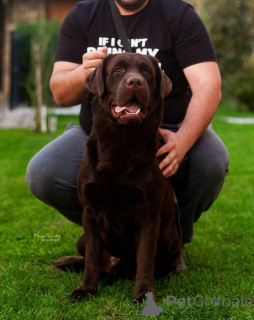 Foto №4. Ich werde verkaufen labrador retriever in der Stadt Belgrad. züchter - preis - verhandelt