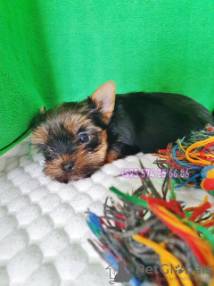 Foto №3. Yorkshire-Terrier. Yorkshire-Terrier-Welpen von reinrassigen Eltern.. Georgien