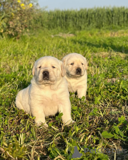 Foto №1. labrador retriever - zum Verkauf in der Stadt Paris | verhandelt | Ankündigung № 158384