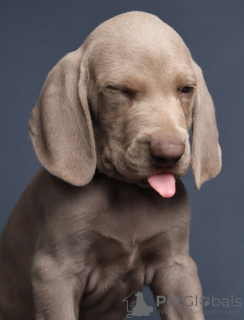 Foto №4. Ich werde verkaufen weimaraner in der Stadt St. Petersburg. vom kindergarten, züchter - preis - 616€