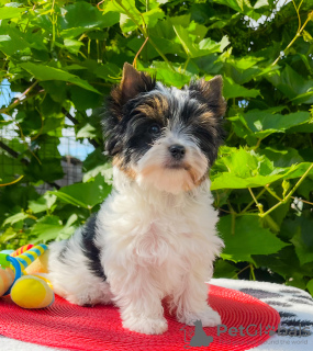 Foto №2 zu Ankündigung № 107223 zu verkaufen biewer terrier - einkaufen Weißrussland 