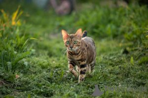 Foto №3. Bengalkatze. Weißrussland