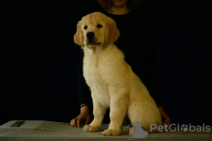 Foto №2 zu Ankündigung № 13618 zu verkaufen golden retriever - einkaufen Russische Föderation züchter