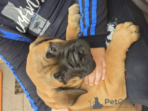 Zusätzliche Fotos: auf der Suche nach einem neuen Zuhause 2 Bullmastiff-Hündinnen geboren am