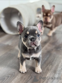 Foto №2 zu Ankündigung № 165634 zu verkaufen französische bulldogge - einkaufen Deutschland quotient 	ankündigung, züchter