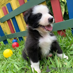 Foto №1. border collie - zum Verkauf in der Stadt Vantaa | 400€ | Ankündigung № 124091