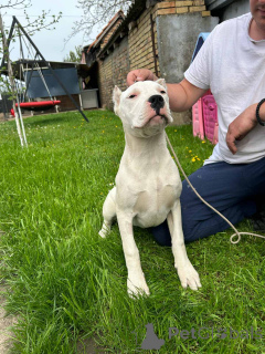 Foto №3. Female Dogo Argentino. Serbien