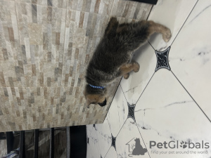 Foto №4. Ich werde verkaufen deutscher schäferhund in der Stadt Chisinau. züchter - preis - 250€